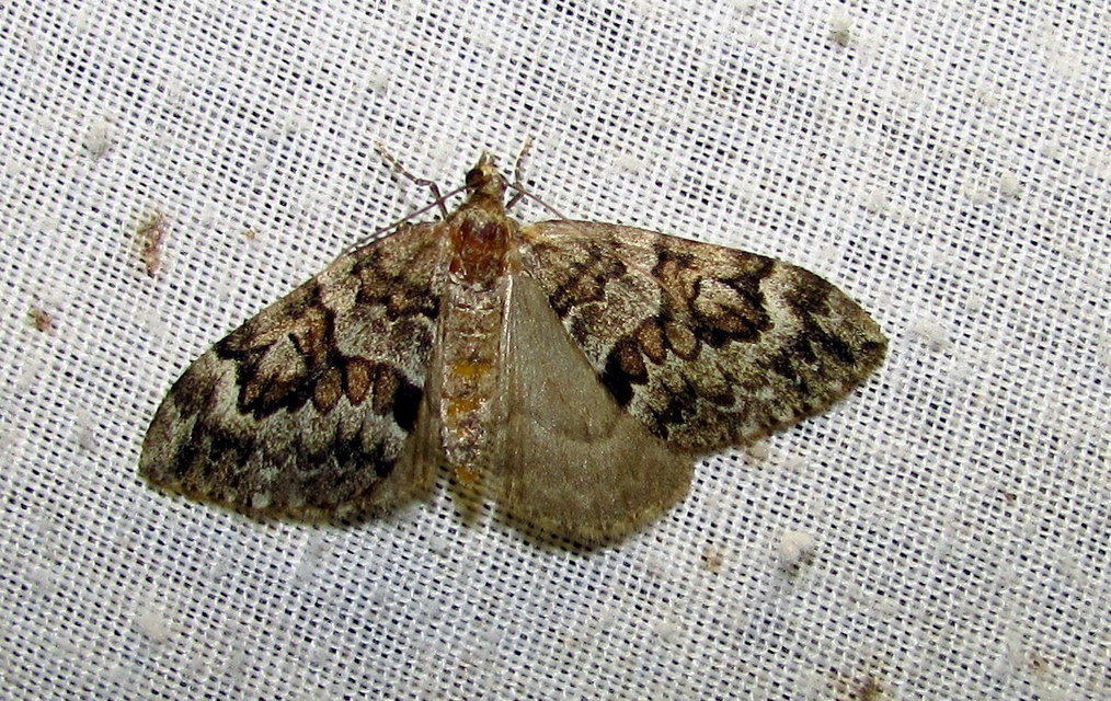 Thera variata/britannica