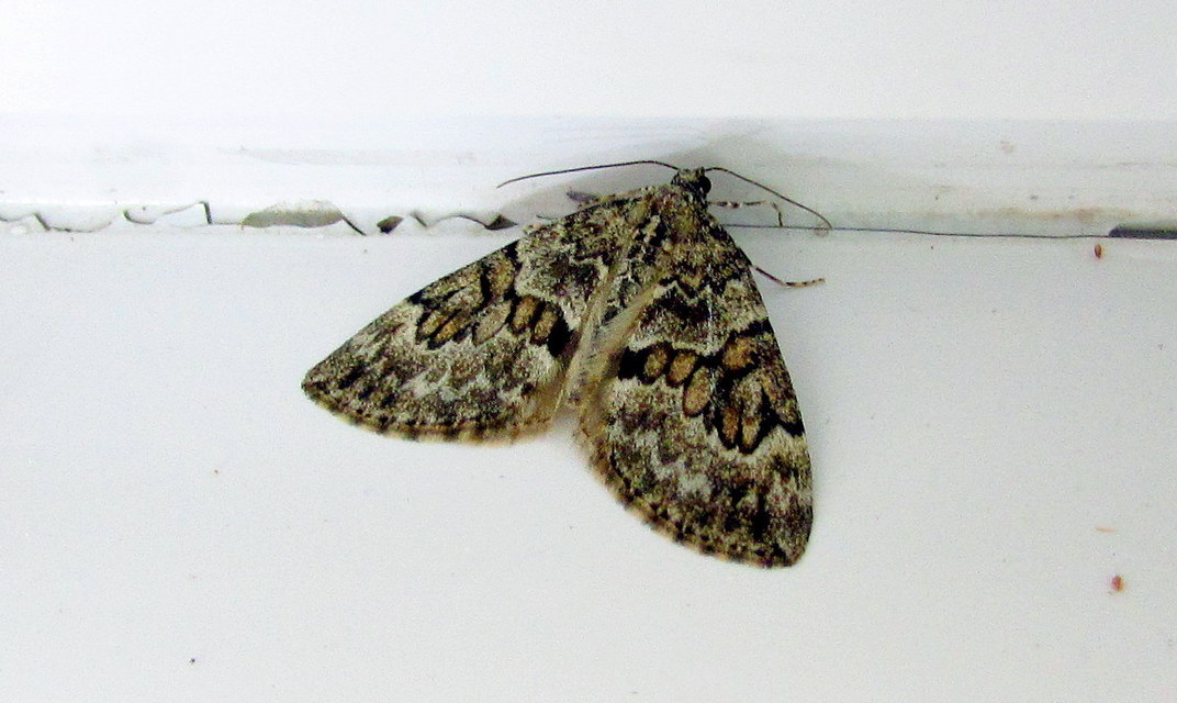 Thera variata/britannica