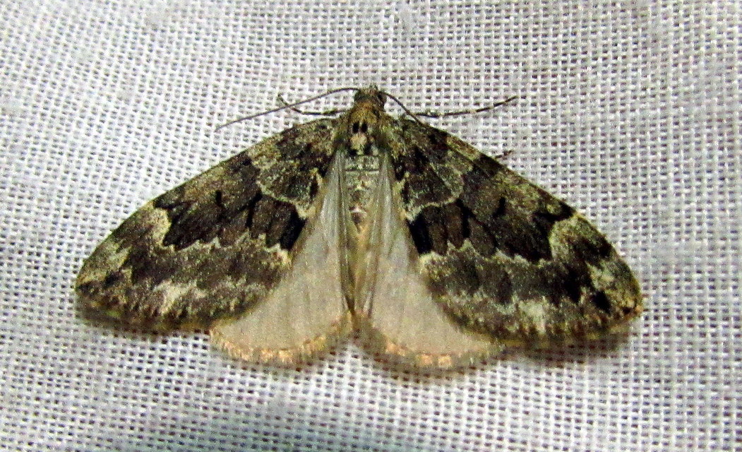 Thera variata/britannica