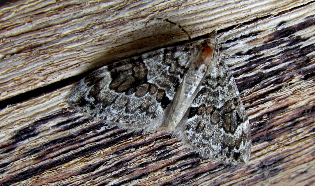Thera variata/britannica