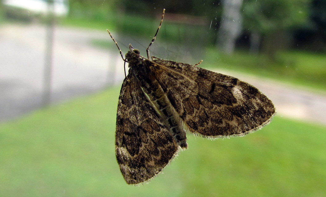 Thera variata/britannica