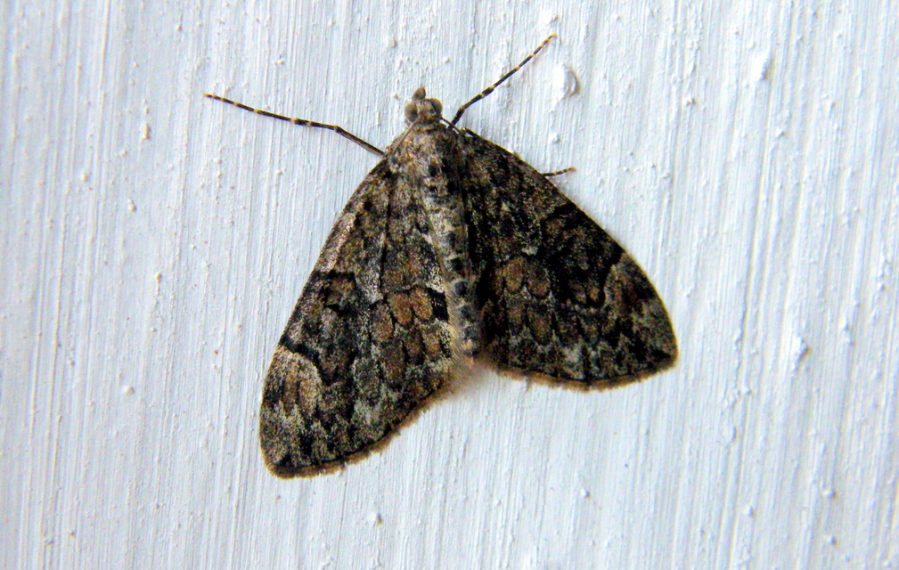 Thera variata/britannica