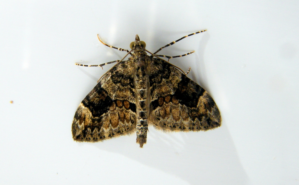 Thera variata/britannica