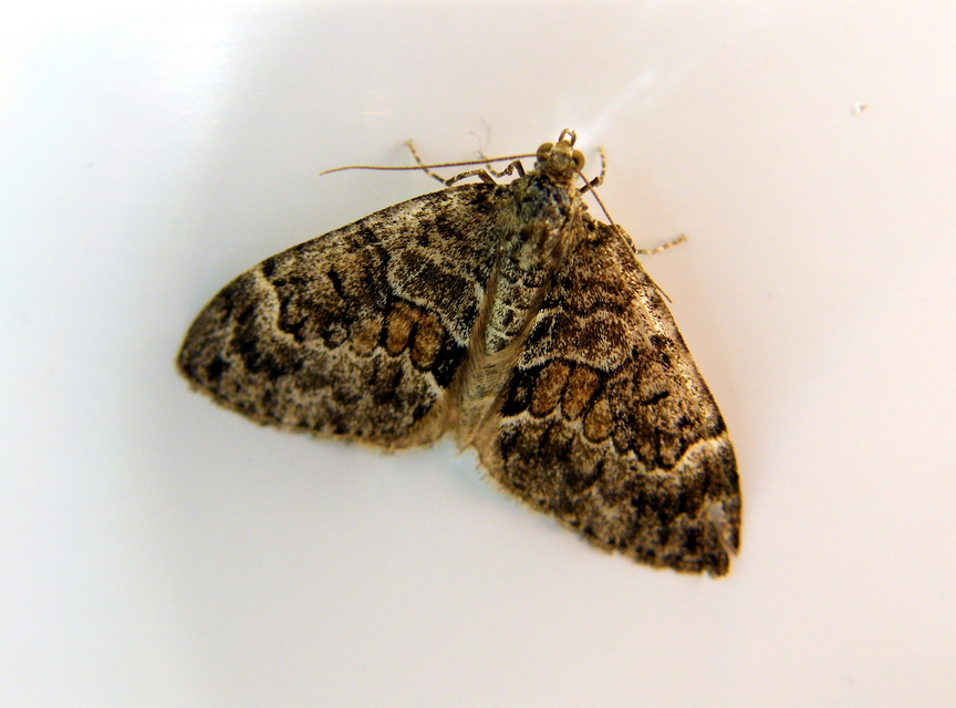 Thera variata/britannica