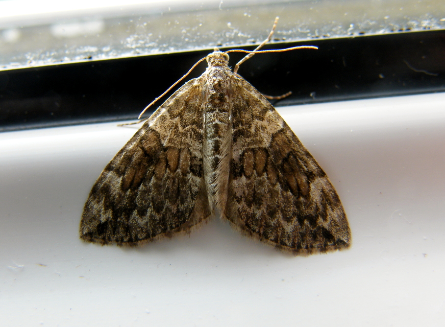 Thera variata/britannica