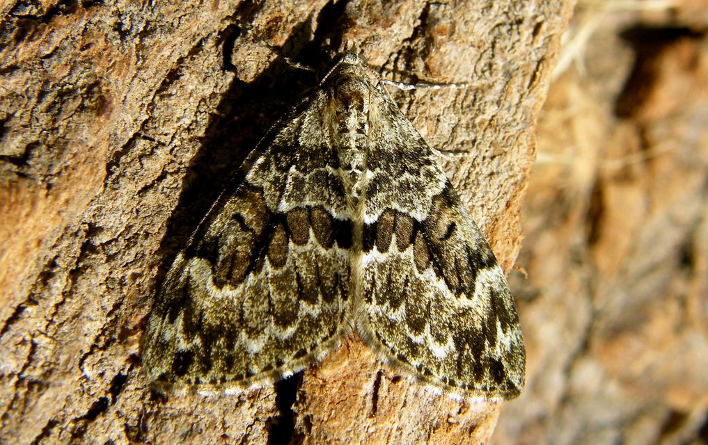 Thera variata/britannica