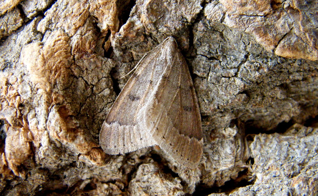 Theria rupicapraria - tavaszi kökényaraszoló
