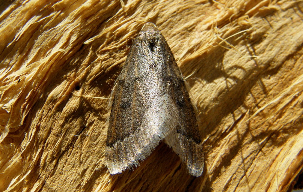 Theria rupicapraria - tavaszi kökényaraszoló