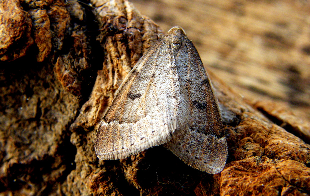 Theria rupicapraria - tavaszi kökényaraszoló