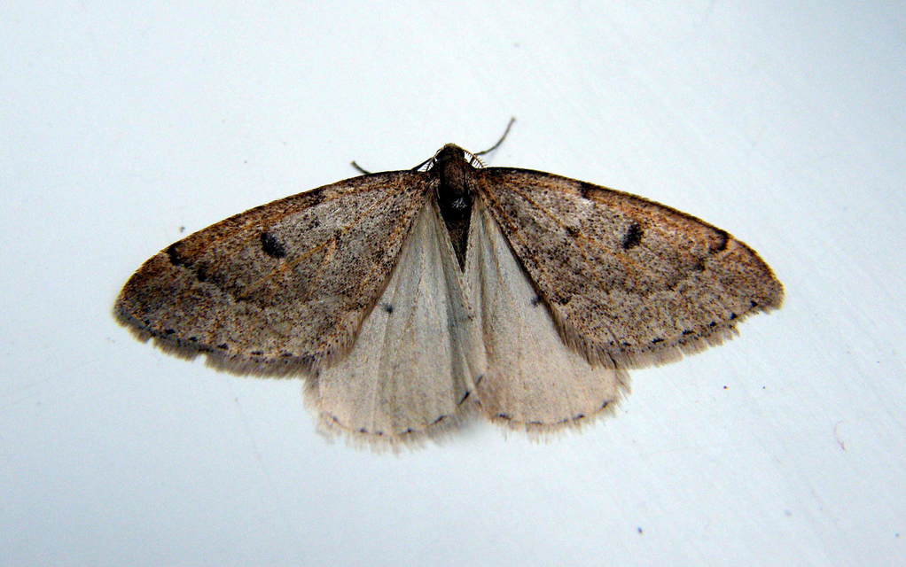 Theria rupicapraria - tavaszi kökényaraszoló