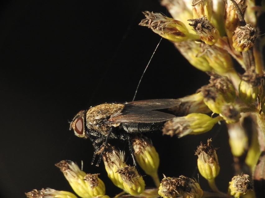 Pollenia