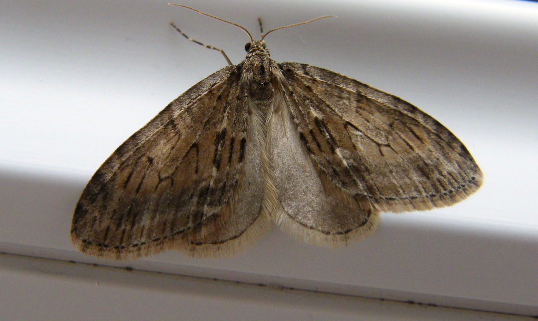 Trichopteryx polycommata - kőrisfa-lebenyesaraszoló