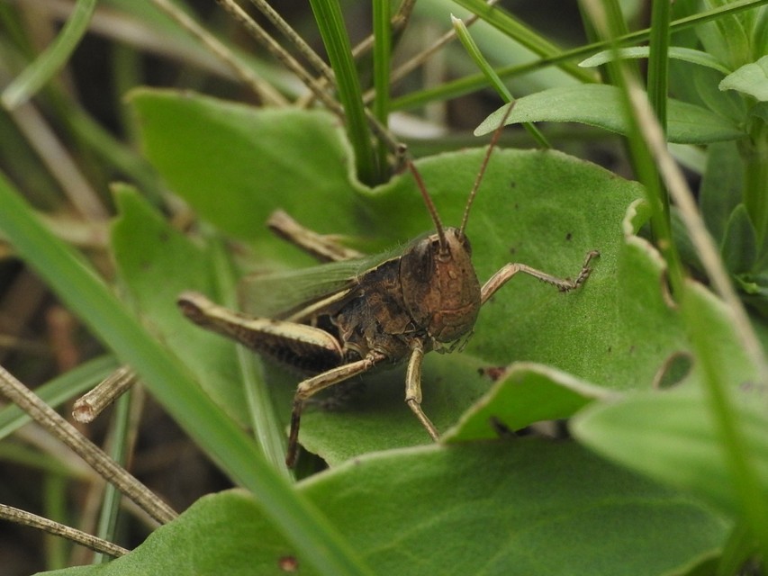 Chorthippus (Chorthippus) (subgenus)