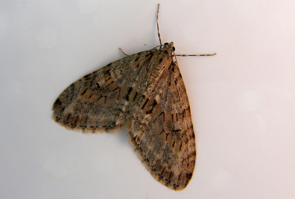 Trichopteryx polycommata - kőrisfa-lebenyesaraszoló