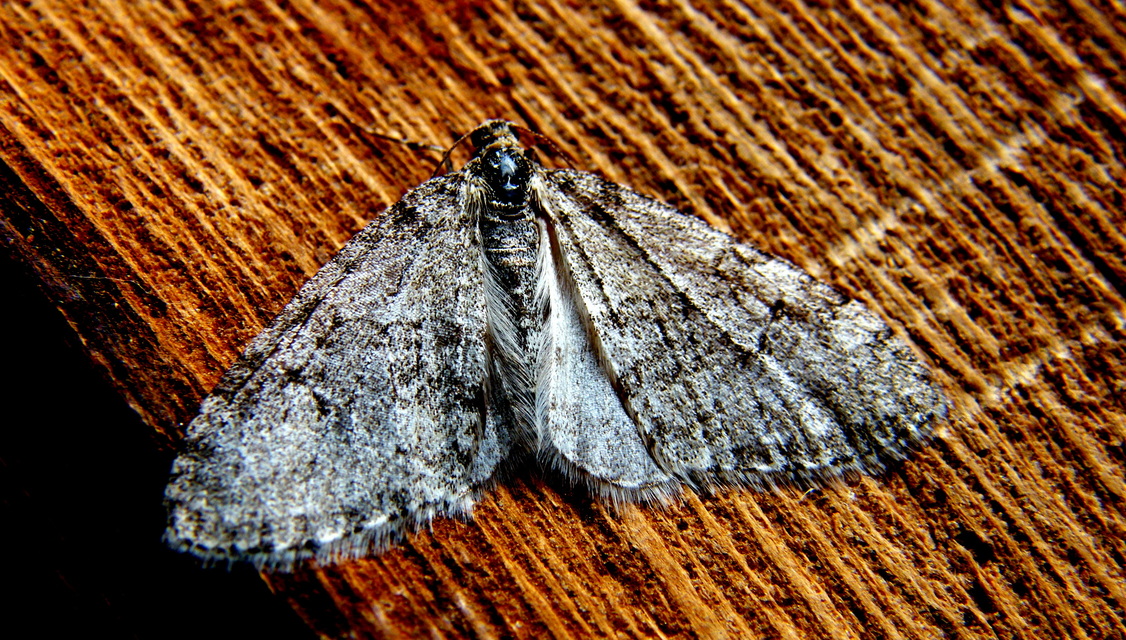 Trichopteryx polycommata - kőrisfa-lebenyesaraszoló