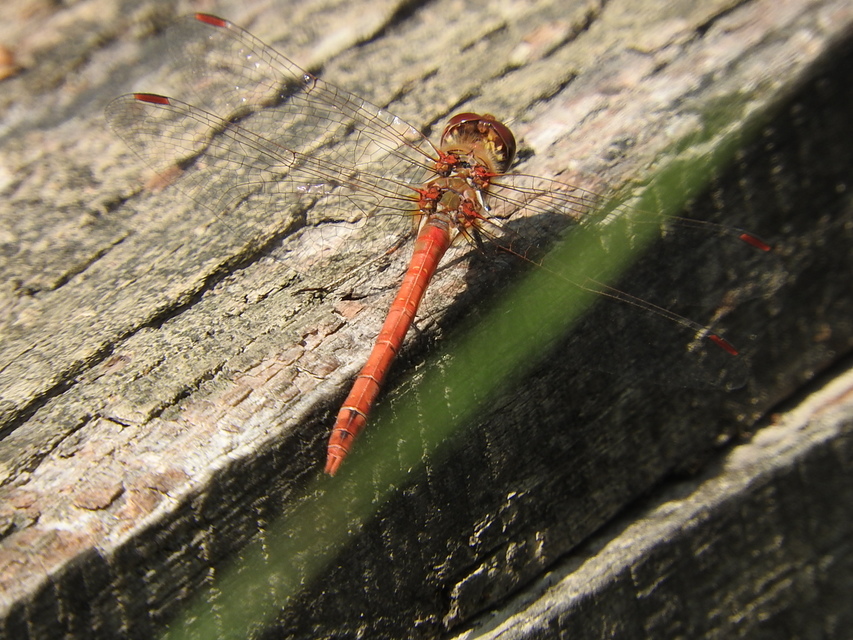 Sympetrum striolatum/vulgatum