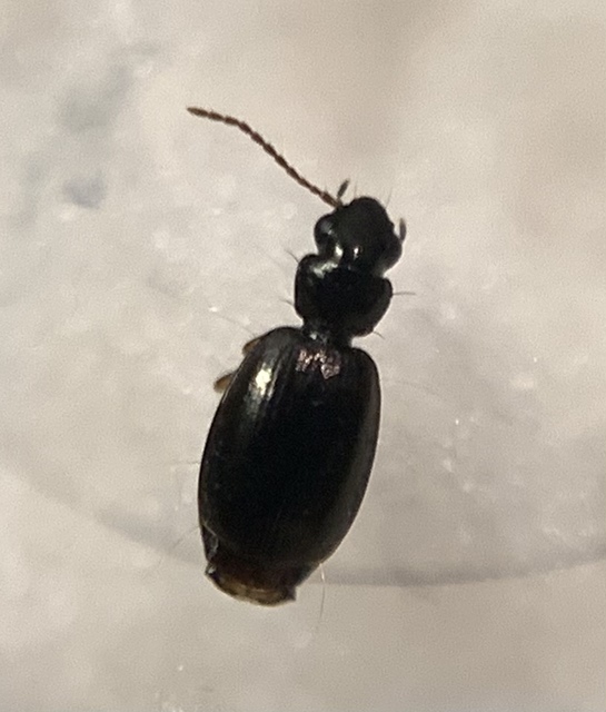Syntomus pallipes - sárgalábú gyökérfutó