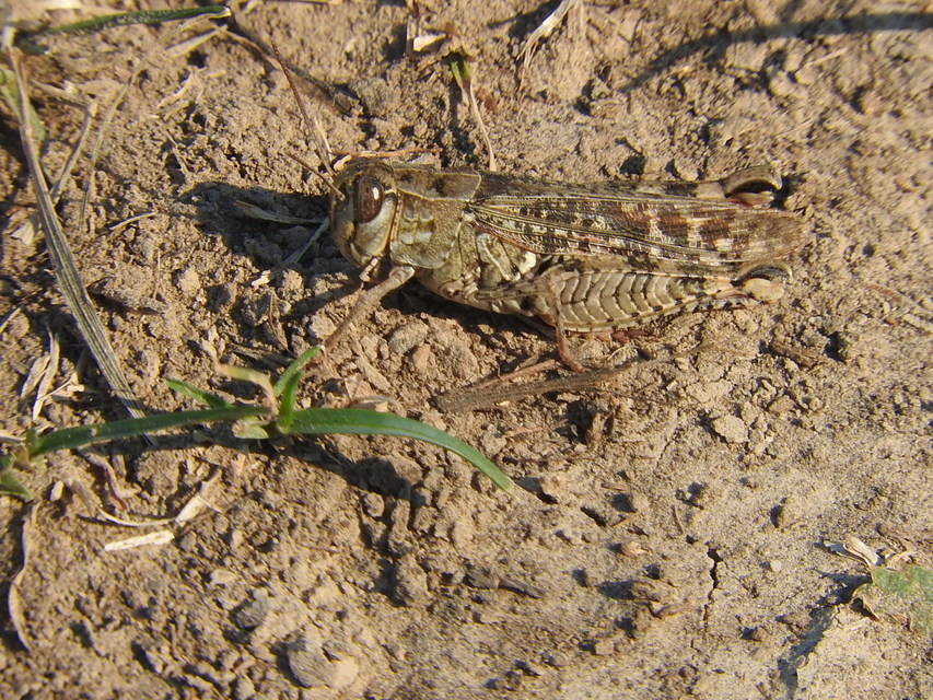 Calliptamus italicus - olaszsáska