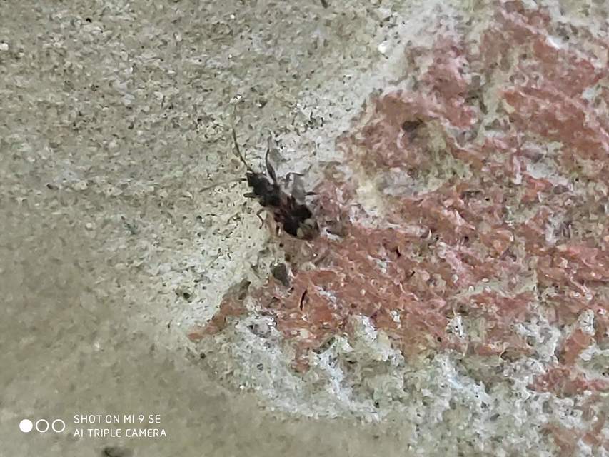 Scolopostethus