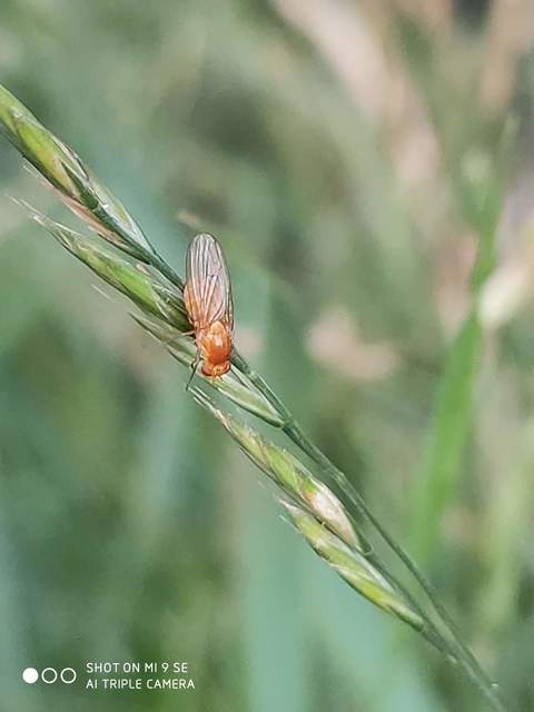 Lauxaniidae - pudvalegyek