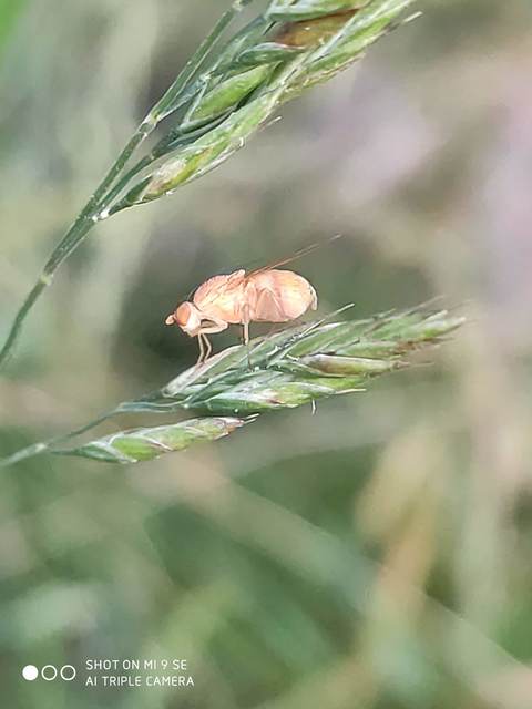 Lauxaniidae - pudvalegyek