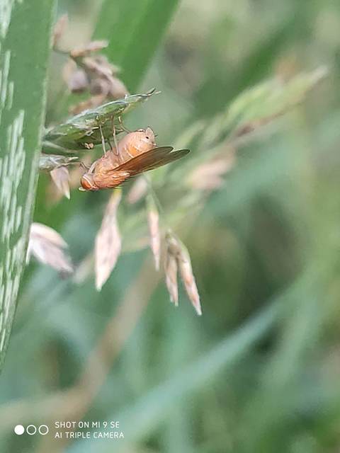 Lauxaniidae - pudvalegyek