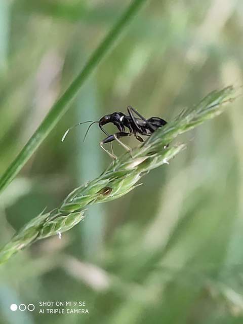 Himacerus mirmicoides - csalán-tolvajpoloska