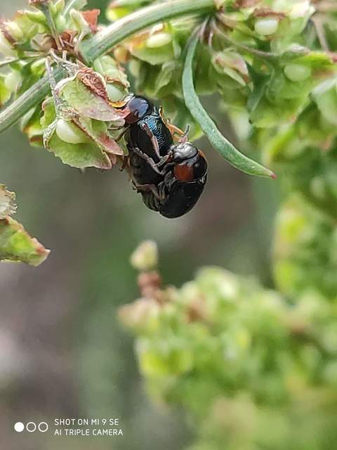 Smaragdina