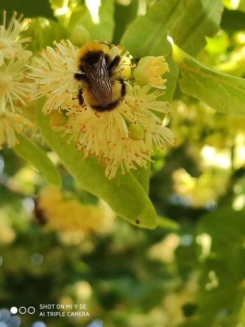 Bombus haematurus - mediterrán poszméh