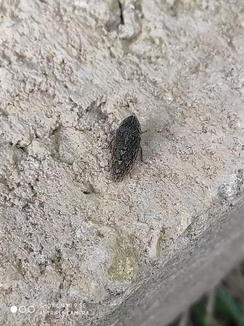 Aphrodes