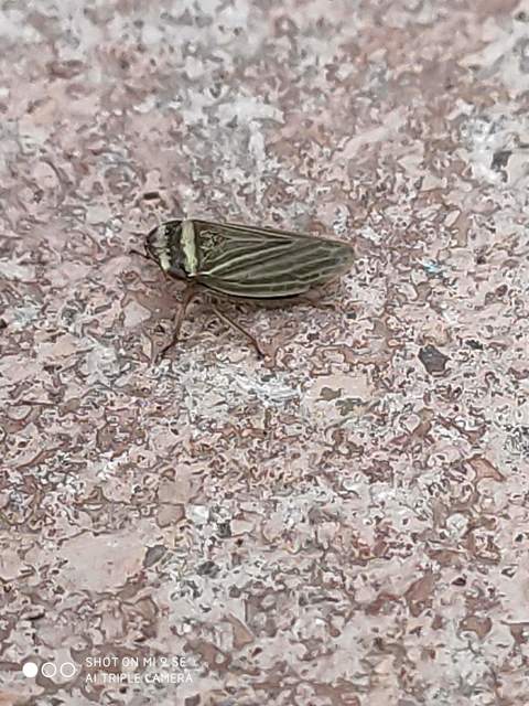 Aphrodes
