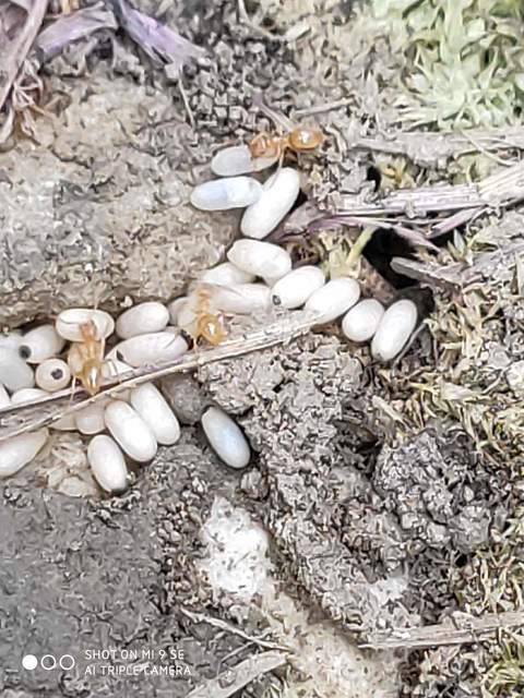 Lasius