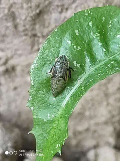 Aphrodes