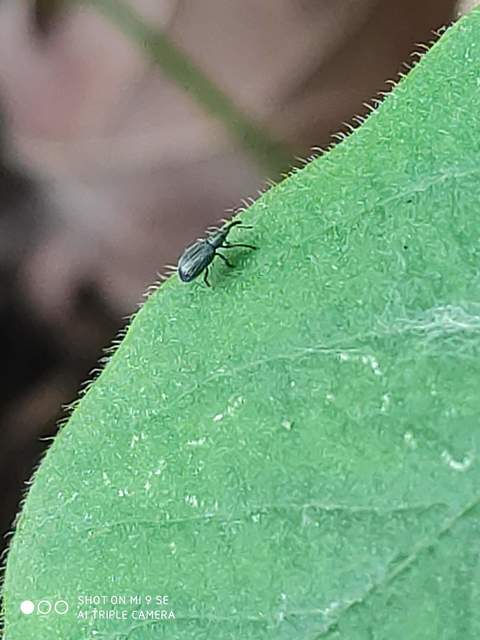 Ischnopterapion virens - lóheregyökér-cickányormányos