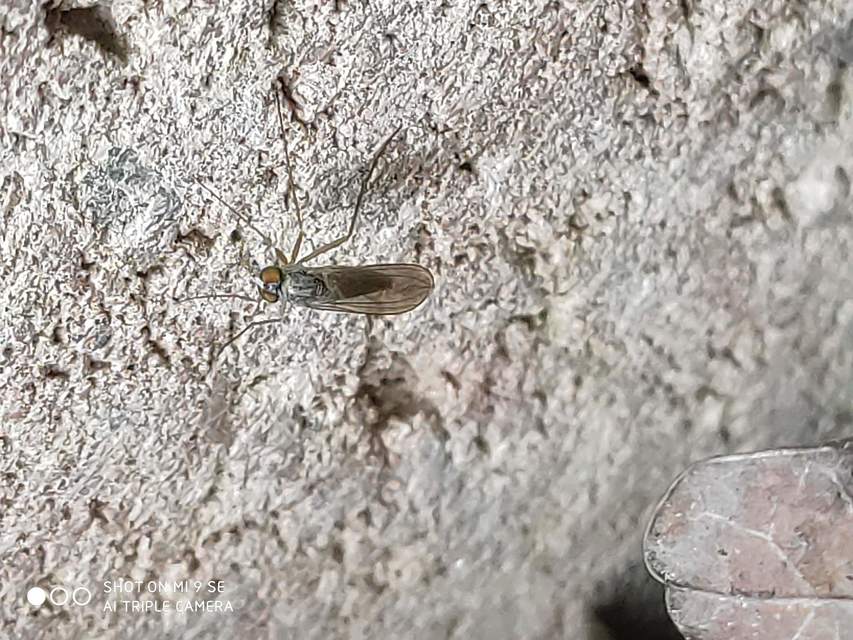 Dolichopodidae - szúnyoglábú legyek