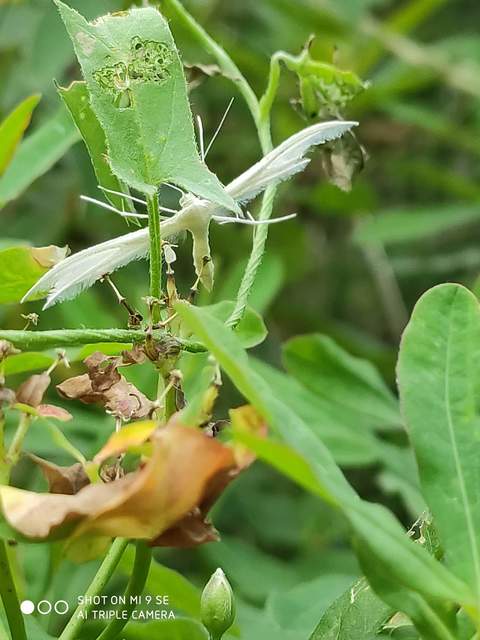 Pterophorus pentadactyla - fehér tollasmoly