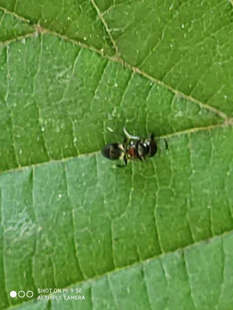 Encyrtidae - szivárvány-fémfürkészek