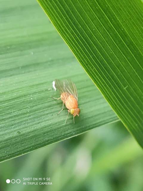 Lauxaniidae - pudvalegyek