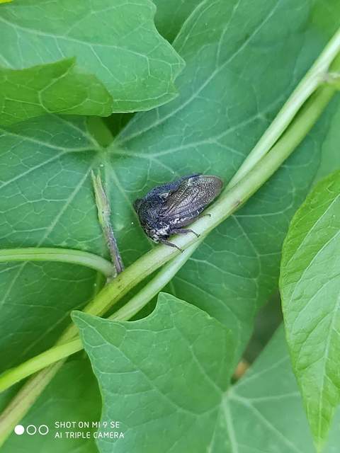 Centrotus cornutus - szarvaskabóca