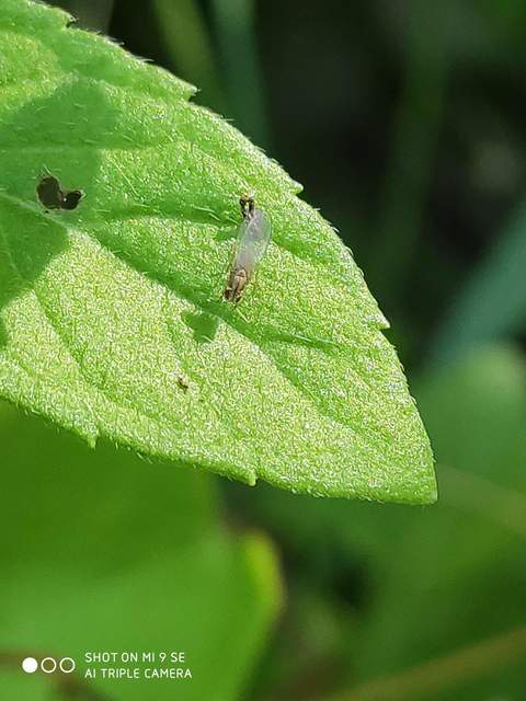 Scaptomyza