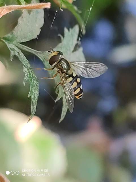 Eupeodes corollae - gyakori mezeilégy