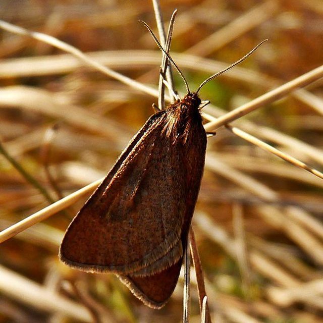 Lignyoptera fumidaria - füstös ősziaraszoló