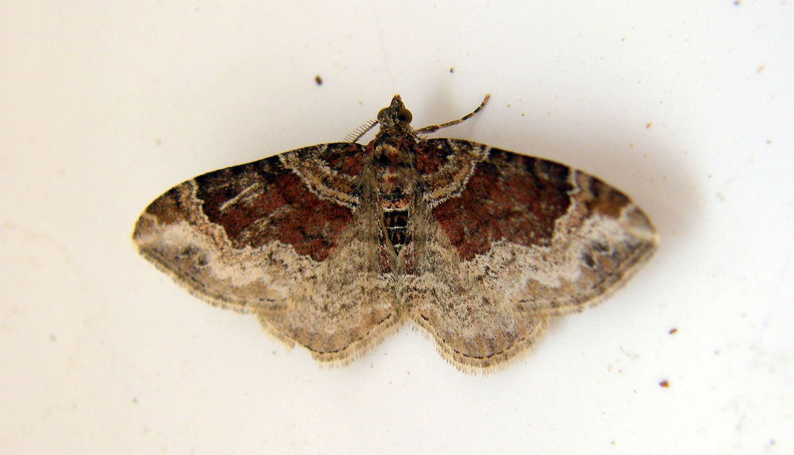 Xanthorhoe ferrugata - kerti tarkaaraszoló