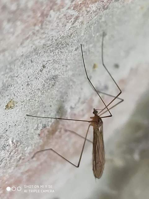 Pilaria discicollis
