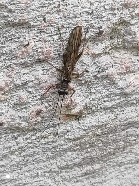 Plecoptera - Álkérészek