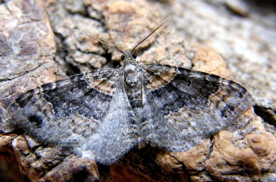 Xanthorhoe ferrugata - kerti tarkaaraszoló