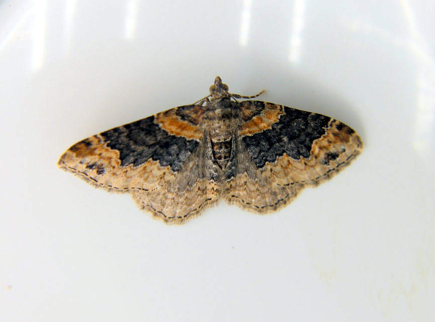 Xanthorhoe ferrugata - kerti tarkaaraszoló