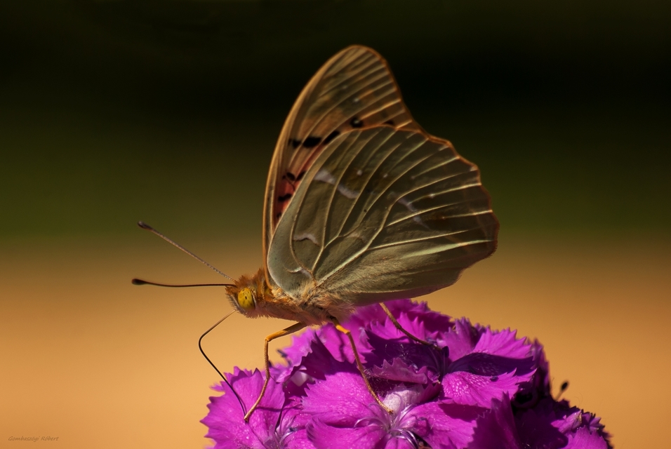 Argynnis pandora - zöldes gyöngyházlepke