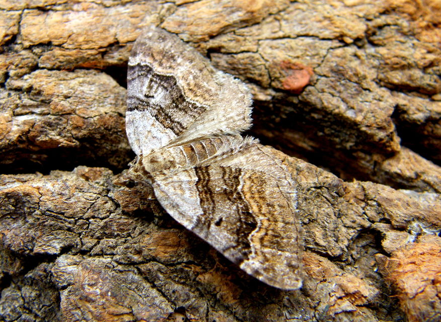 Xanthorhoe quadrifasiata - négysávos tarkaaraszoló