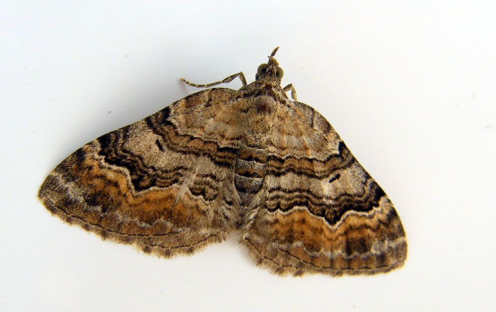 Xanthorhoe quadrifasiata - négysávos tarkaaraszoló
